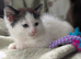British Blue x kittens, flead/wormed/litter trained/socialised/ From £80