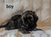 Rare chocolate cavapoos