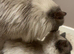 Stud only not for sale - Ragdoll