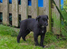 Lurcher pups for sale