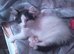 2 x kittens
