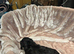 Miniature Dachshund