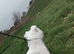 Lakeland stud