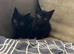 American shorthair x domestic kittens