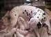 New litter of Dalmatian pups