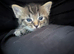 5 kittens