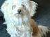 **Meet WALLACE — A Gentle, Sensitive Soul Looking for His Safe, Loving Home**