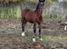 BRYNSEION COUNT OTTO