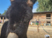 Mediterranean Miniature Donkey For Sale