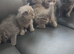 Lilac and blue british short-hair kittens for rehoming