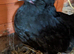 Polish Growers for sale