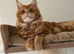 Pure Maine coon