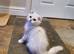 Beautiful Pedigree Chinchilla Persian Kitten
