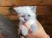 7 ragdoll kittens