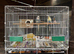 Pair of Budgies with cage