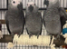 African grey baby's - 3 left