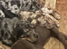 Beautiful Labrador and American Bull Dog Cross