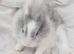 Female young Netherlands dwarf lionhead