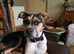 Staffie Cross looking for the best 4ever home