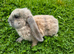 Blue harli giant french lop boys