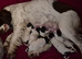 English springer spaniel