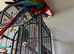 Greenwing macaw