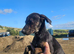 Beautiful Lurcher Pups