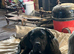 Cane corso puppy
