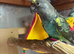 Blue bellied Myers parrot