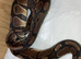 1 year old ball python