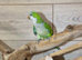 Baby Green Quaker,30