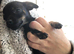 Chihuahua puppy for sale