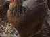 Point of lay Brahma hens