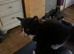 Lovely kittens