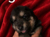 Three girl German shepherd puppies