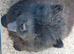 6 Chow Chow Puppies kc registered