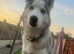 7 month old male husky pup