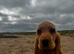 Golden Show Cocker Spaniel Boy