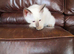 Siamese Ragdoll Cross kittens (Ragamese)