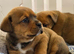 Boxer x Rottweiler (Boxweiler)
