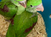 Hand Reared Tame Talking. Baby Alexandrian Parrots.