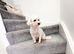 Maltese