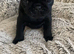 Beautiful pug puppies 1 boy 1 girl available
