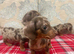 MINIATURE DACHSHUND PUPPIES