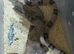 ANERY HONDURAN MILK SNAKE