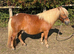 Registered 41&rdquo; Standard 3yr old Shetland Filly