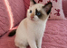 Stunning pure bred ragdoll