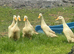 6 female Indian runner ducks