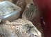 Jumbo quail free