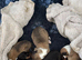 Pedigree Sable & White Rough Collie Female Puppy - Ready Now